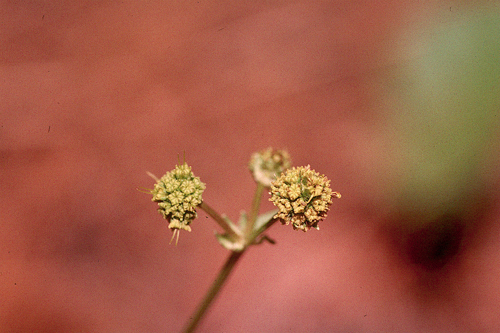 Imagem de Sanicula bipinnatifida Dougl.