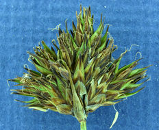 Image of abruptbeak sedge