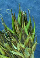 Image of abruptbeak sedge