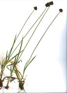 Image of abruptbeak sedge