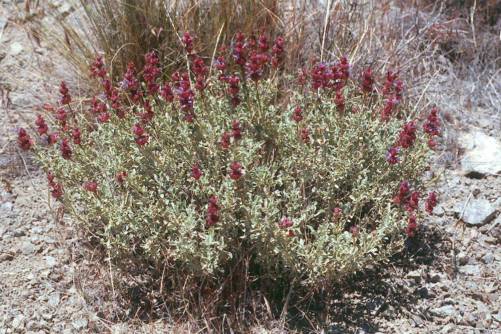 Image of purple sage