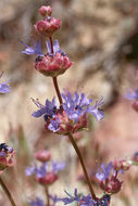 Image of purple sage