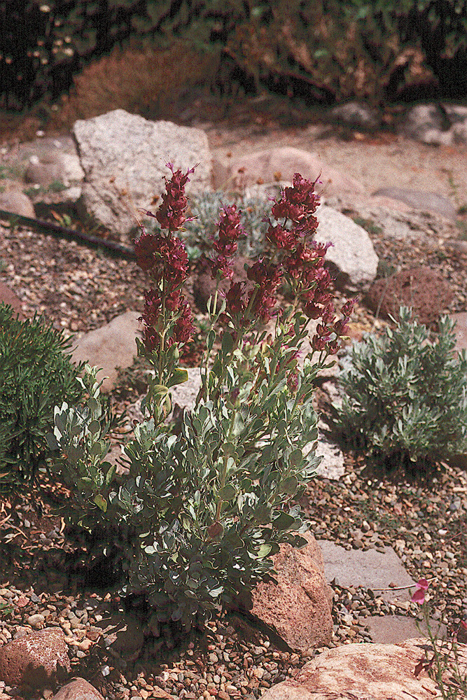 Sivun Salvia pachyphylla Epling ex Munz kuva