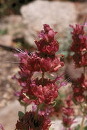 Sivun Salvia pachyphylla Epling ex Munz kuva