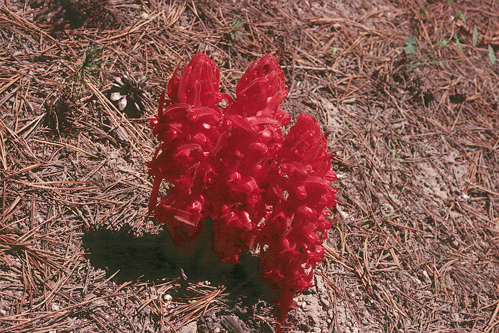 Image of snowplant