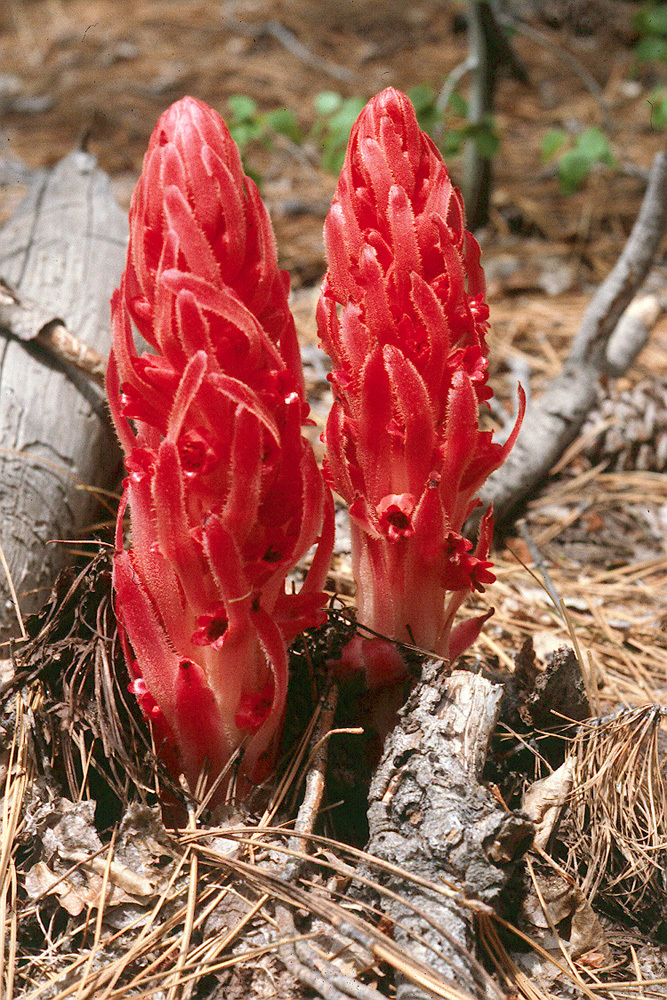 Image of snowplant