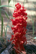 Image of snowplant