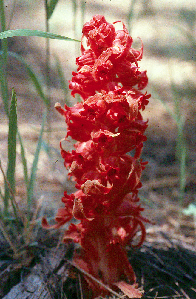 Image of snowplant