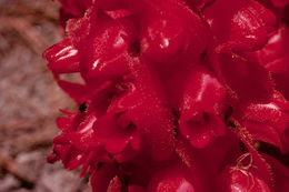 Image of snowplant