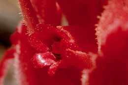 Image of snowplant