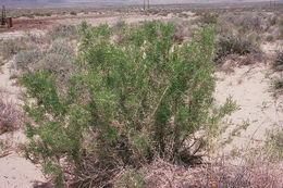 Image of black greasewood