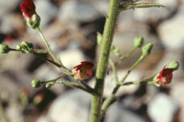 Imagem de Scrophularia desertorum (Munz) R. J. Shaw