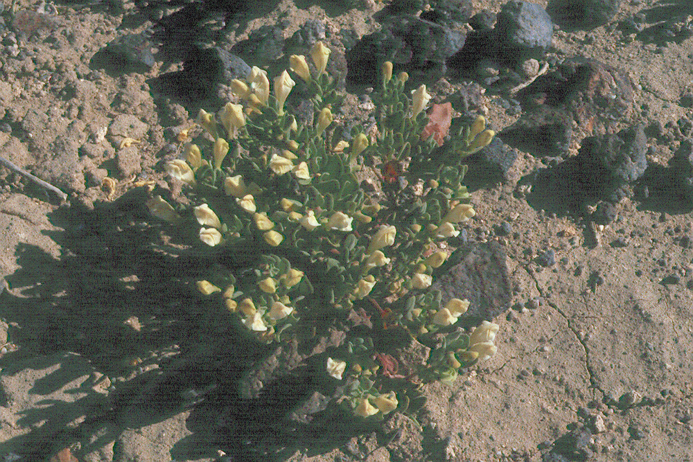 Image of dwarf skullcap