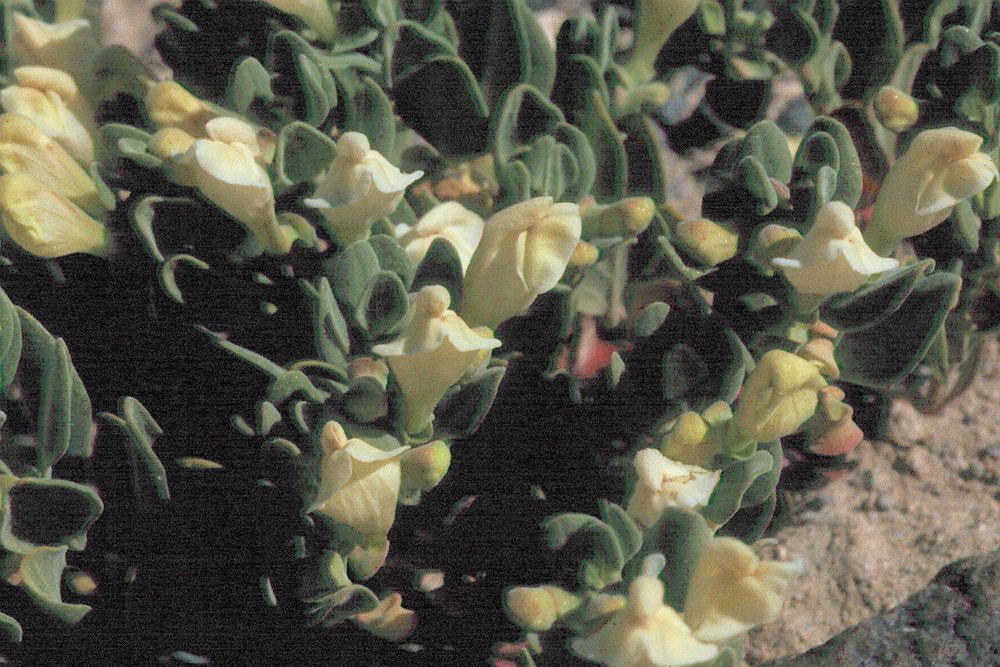 Image of dwarf skullcap