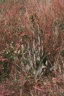 Image of water ragwort