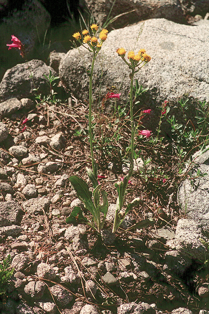 Plancia ëd Senecio integerrimus var. exaltatus (Nutt.) Cronq.