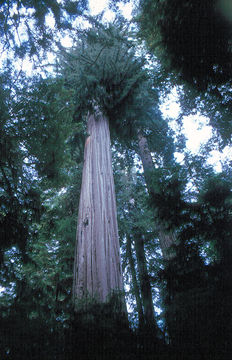 Image of California Redwood