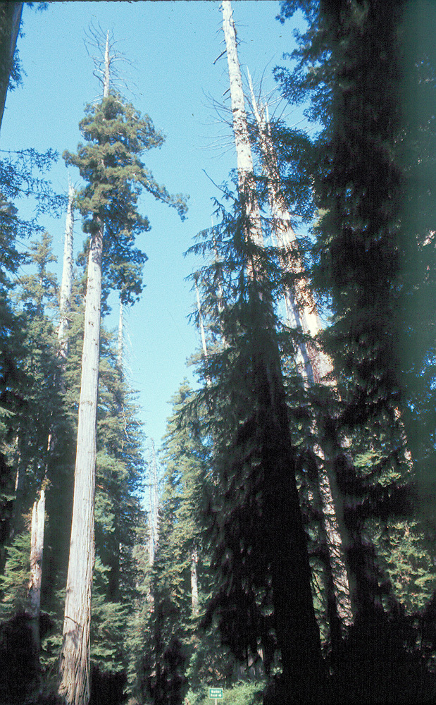 Image of California Redwood