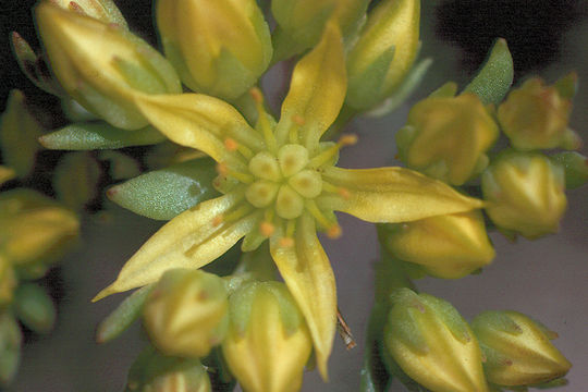 Image of wormleaf stonecrop