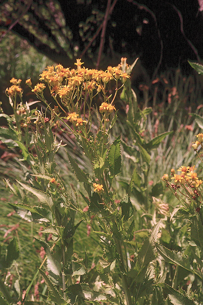 Senecio triangularis Hook.的圖片