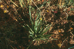 Image of golden blue-eyed grass