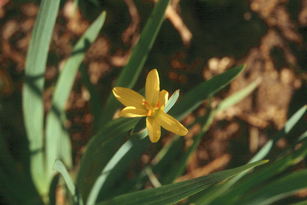 Image of golden blue-eyed grass
