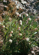 Image of Douglas's catchfly