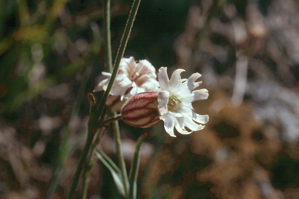 Image of Douglas's catchfly