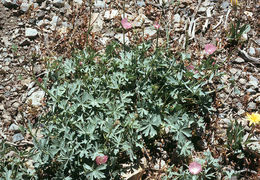 Image of waxy checkerbloom