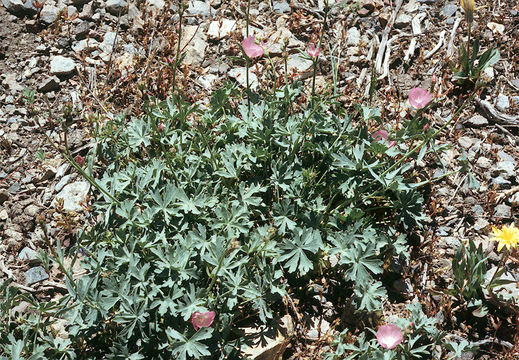 Image de Sidalcea glaucescens Greene.