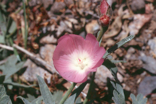 Image de Sidalcea glaucescens Greene.