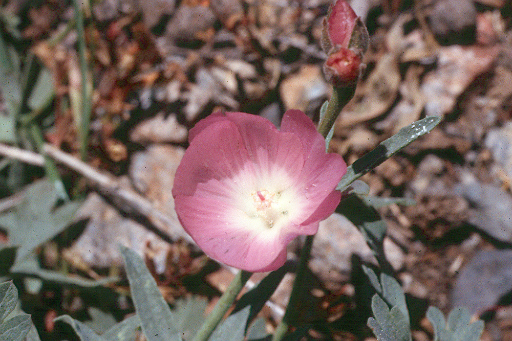 Image of waxy checkerbloom