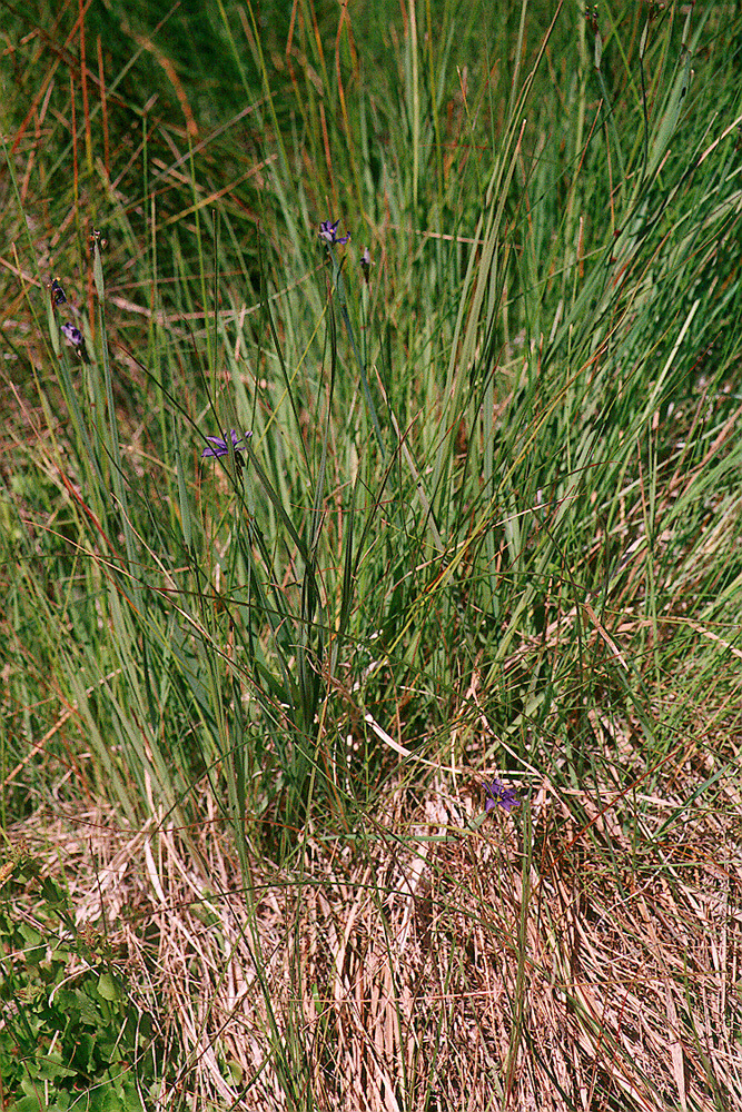 Image of Idaho blue-eyed grass
