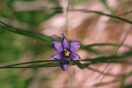 Image of Idaho blue-eyed grass