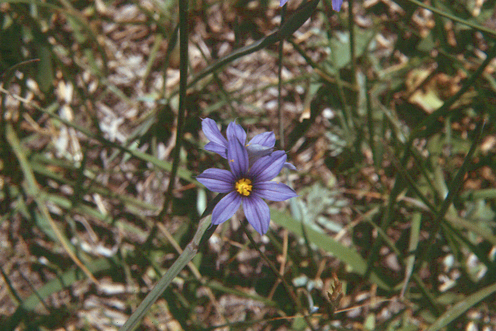 Image of Idaho blue-eyed grass