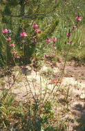 Image of Oregon checkerbloom