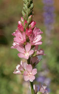 Image of Oregon checkerbloom