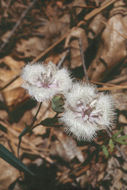 Imagem de Calochortus coeruleus (Kellogg) S. Watson