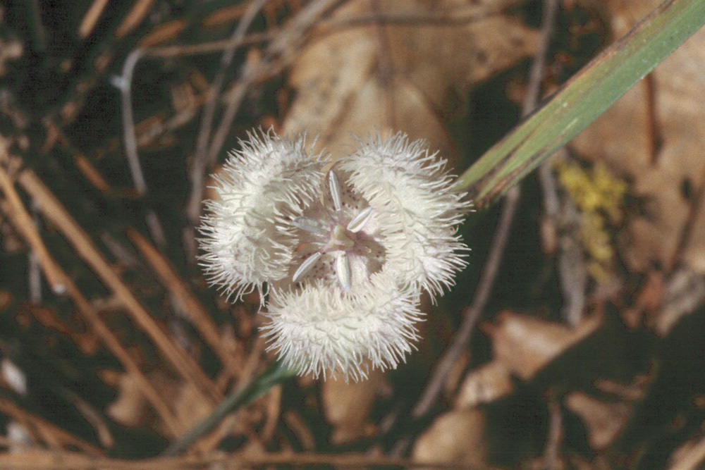 Imagem de Calochortus coeruleus (Kellogg) S. Watson