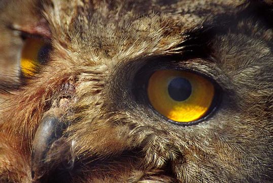 Image of Eurasian Eagle Owl