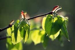 Image of Manchurian lime