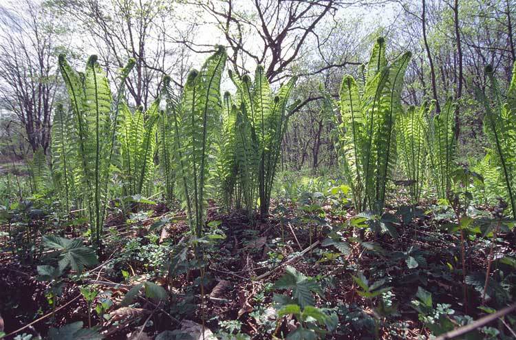 Image of Ostrich fern