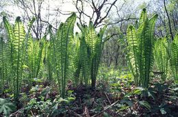 Image of Ostrich fern