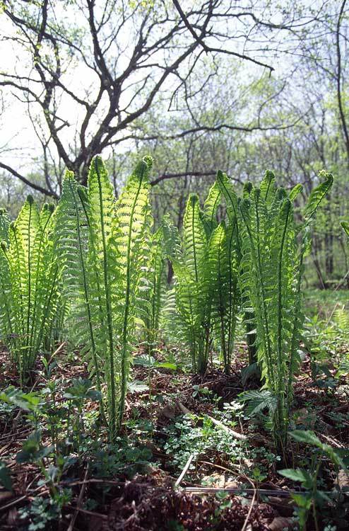 Plancia ëd Matteuccia struthiopteris (L.) Tod.