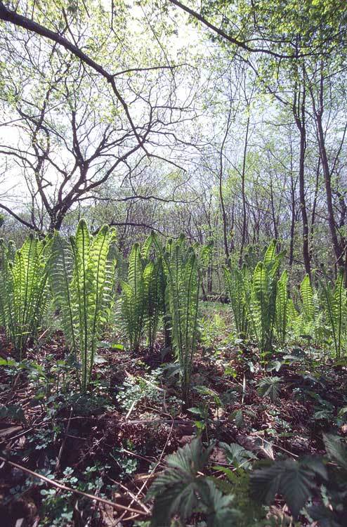 Plancia ëd Matteuccia struthiopteris (L.) Tod.