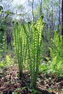 Image of Ostrich fern