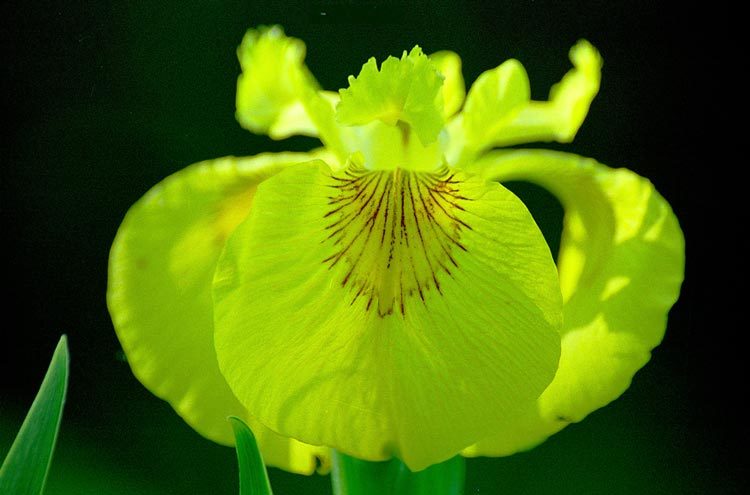 Image of yellow flag, yellow iris