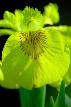 Image of yellow flag, yellow iris