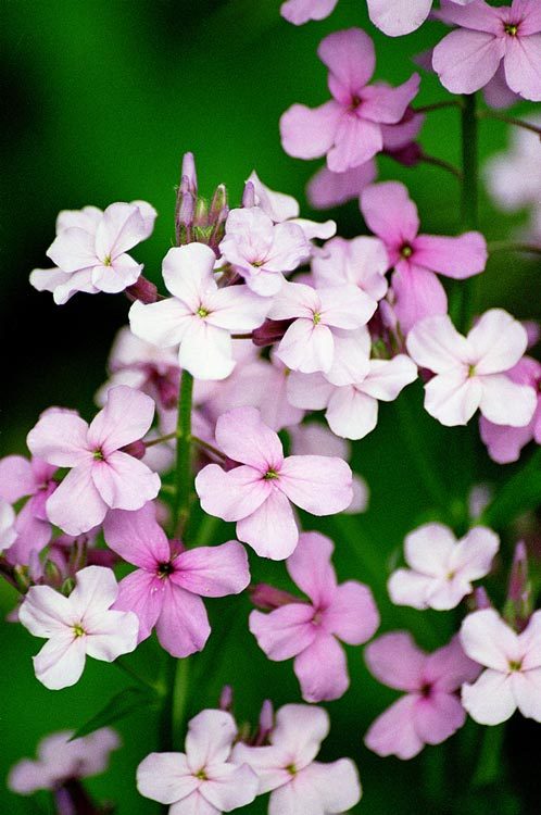 Слика од Hesperis matronalis L.