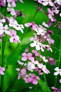 Слика од Hesperis matronalis L.